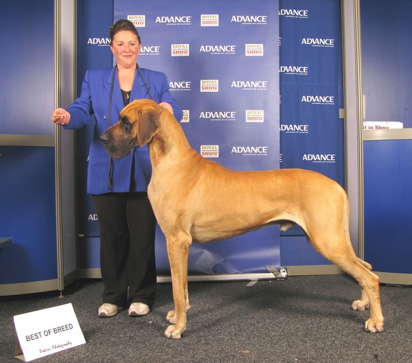 ROYAL MELBOURNE SHOW BEST OF BREED 