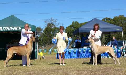 Mia (on the right) - Runner Up Best In Specialty & Best Puppy in Show at The Great Dane Club of NSW “Easter Spectacular” Show 22 April 2006.  On the left is the Best in Show winner Conan (Gr Ch Amasa Celtic Conan).  The Judge was breed specialist Mrs Patricia Lowe (NZ). 
