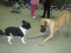Scarlet & Starr hanging out at the dog show
