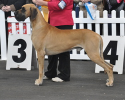 Chase was awared 4the Place in the 2010 ROYAL MELBOUREN SHOW GRAND CHAMPION SWEEPSTAKES!!!!