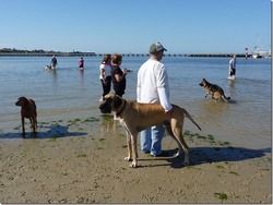 Riley spending a typical summers day with his new family at Brighton Beach. The Shepherd (Charlie) and the Vizsla (Tikka) are two of his friends. 